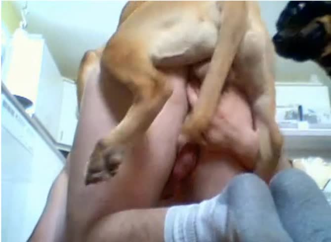 Video :Homemade beastiality porn of lady getting fucked with her jeans on